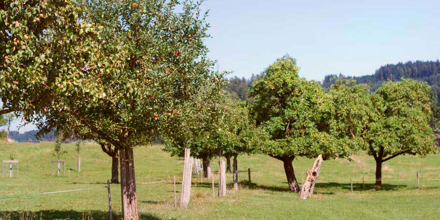 Hochstammbäume-Obstbäume