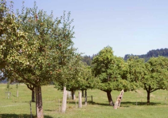 Obstbäume