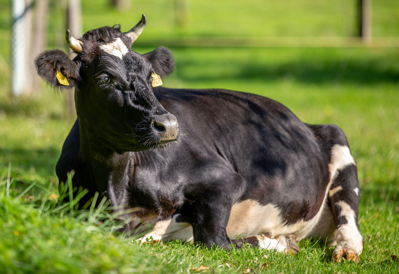 Mehr Kühe als gedacht tragen Hörner 